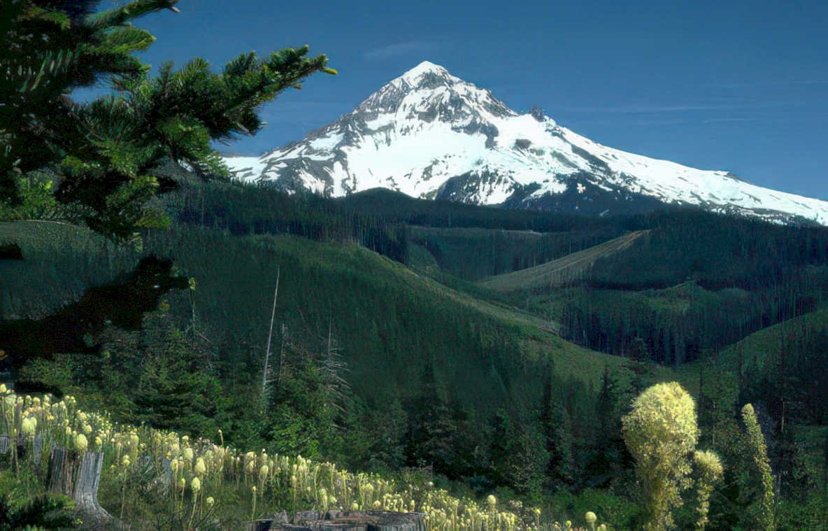 mount hood wildflowers 1 Vintage A4 Photo Print