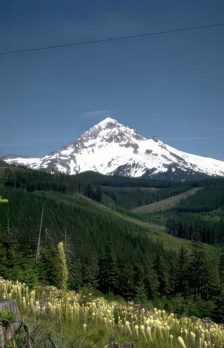 mount hood wildflowers Vintage A4 Photo Print
