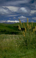 mount ngauruhoe wildflowers 2 1980s 1990s A4 Photo Print