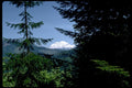 mount rainier forest1980s 1990s A4 Photo Print