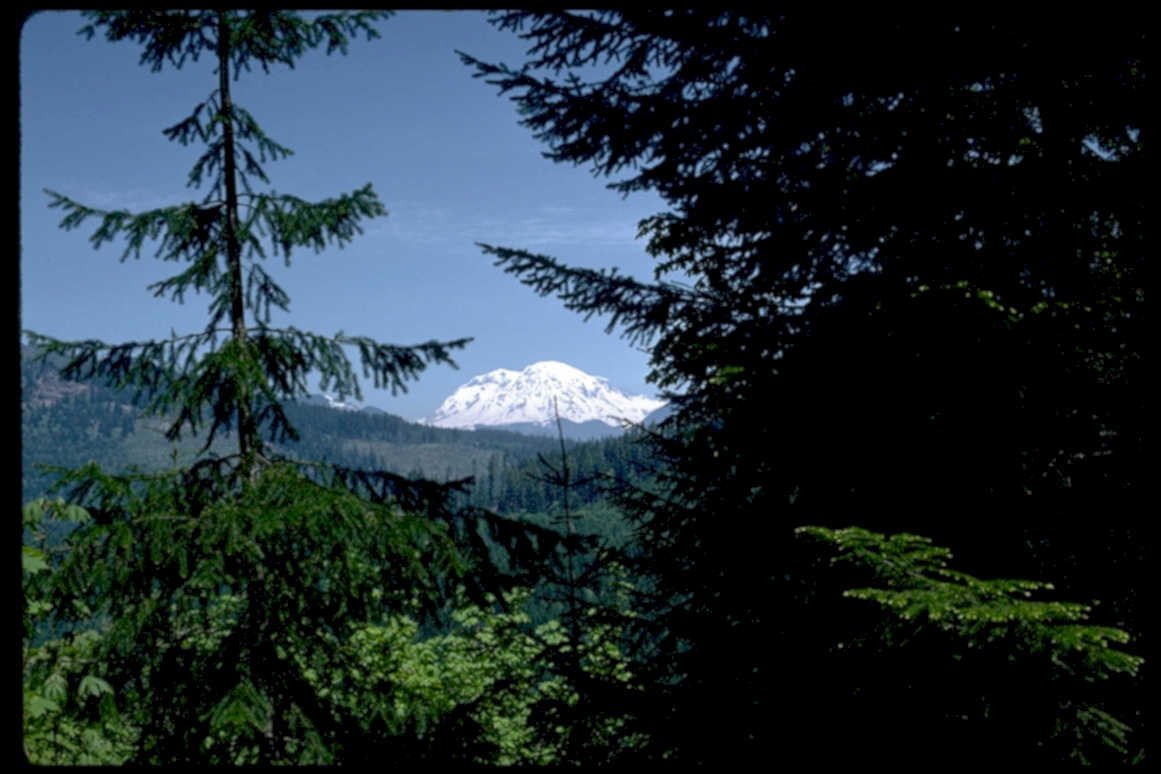 mount rainier forest1980s 1990s A4 Photo Print