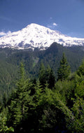 mount rainier landscape 1 1980s 1990s A4 Photo Print