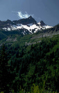 mount rainier summer 3 1980s 1990s A4 Photo Print