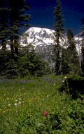 mount rainier wildflowers 1980s 1990s A4 Photo Print