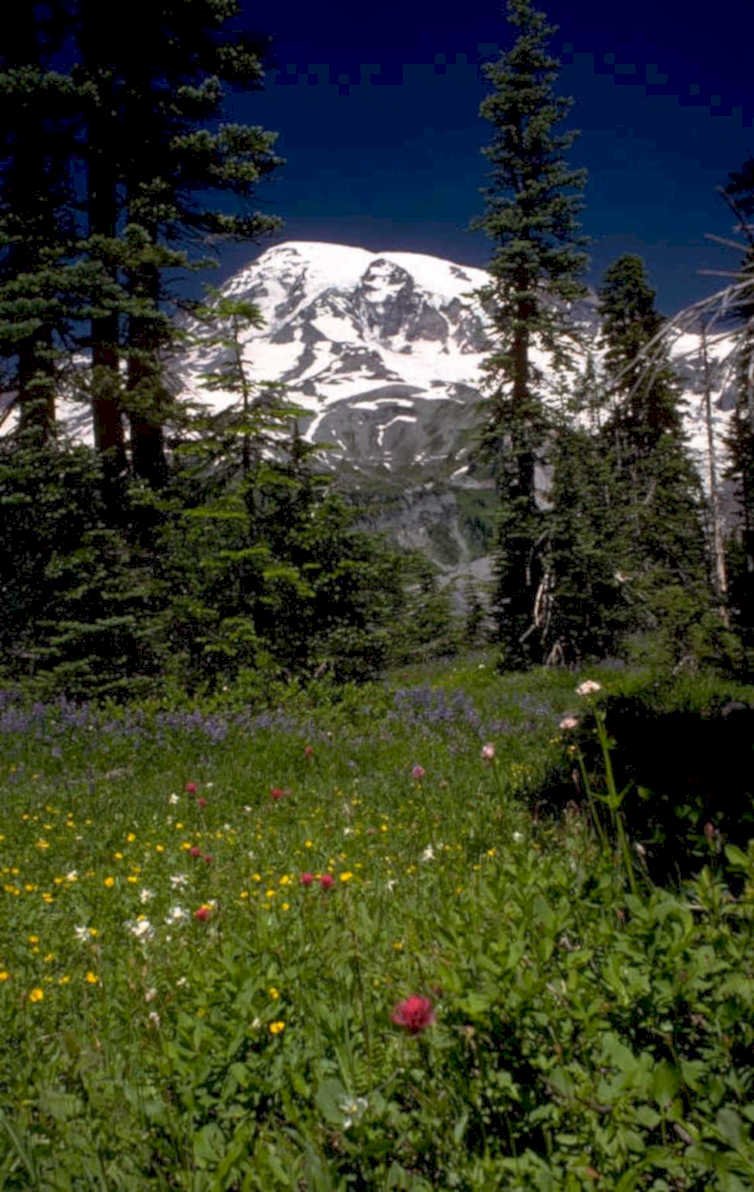 mount rainier wildflowers 1980s 1990s A4 Photo Print