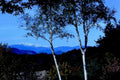 mountain aspen fall1980s 1990s A4 Photo Print