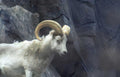 mountain goat bryce Vintage A4 Photo Print