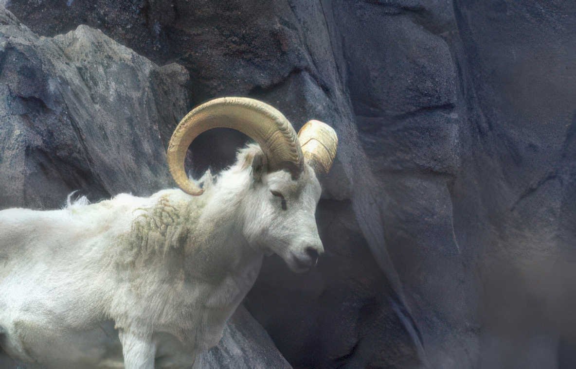 mountain goat bryce Vintage A4 Photo Print