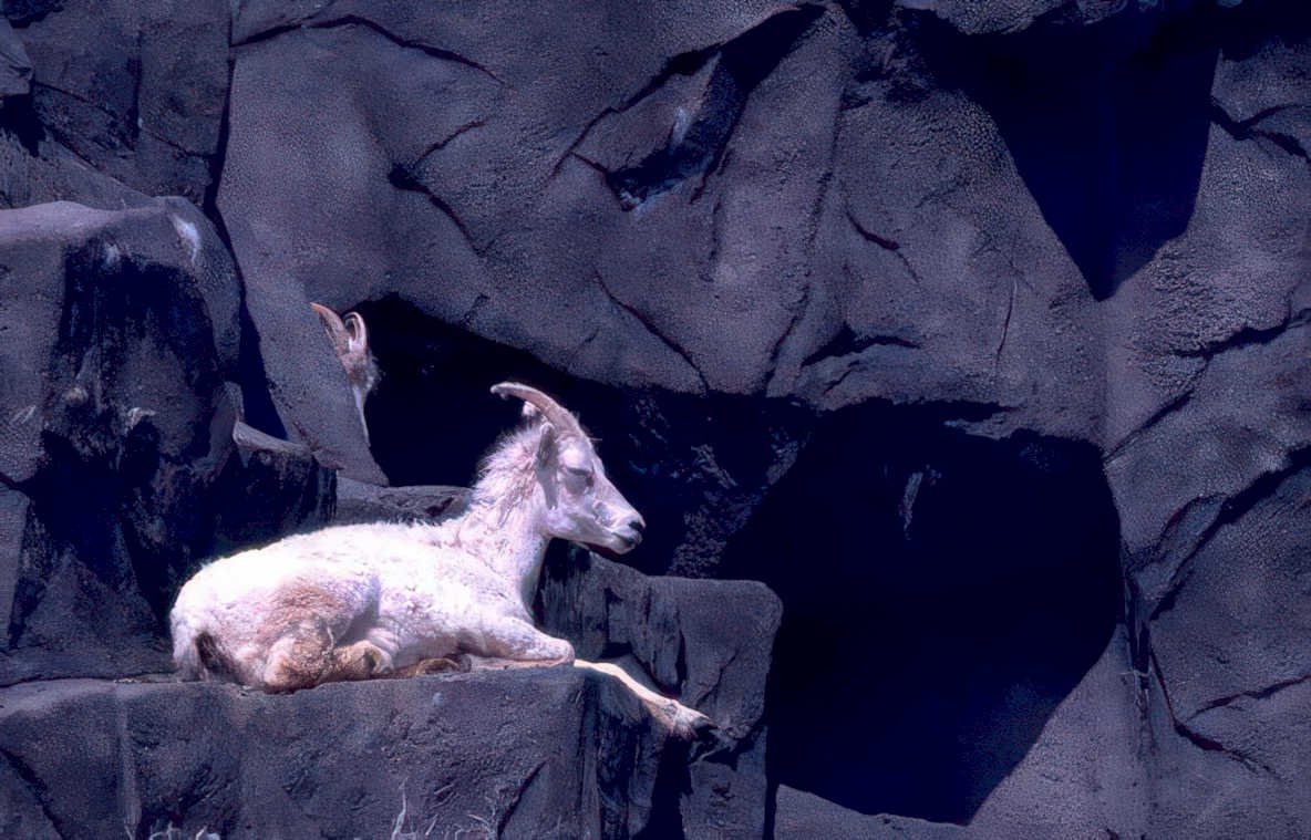 mountain goat cave Vintage A4 Photo Print