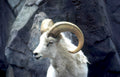 mountain goat cliff Vintage A4 Photo Print