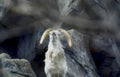 mountain goat cliffside Vintage A4 Photo Print