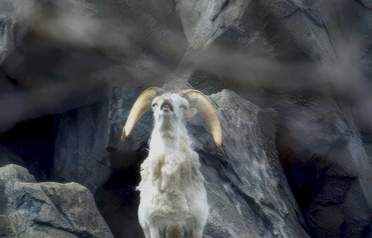 mountain goat cliffside Vintage A4 Photo Print