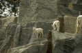 mountain goat family 1 Vintage A4 Photo Print