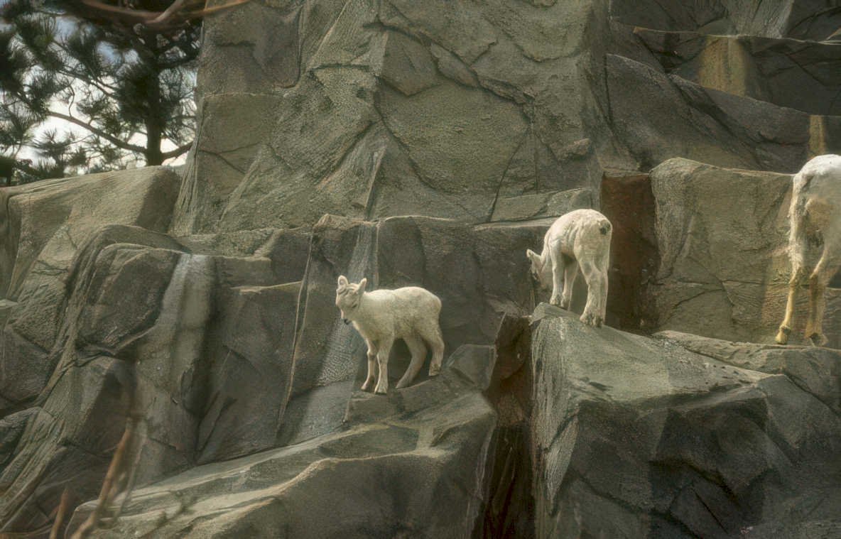 mountain goat family 1 Vintage A4 Photo Print