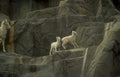 mountain goat family 2 Vintage A4 Photo Print