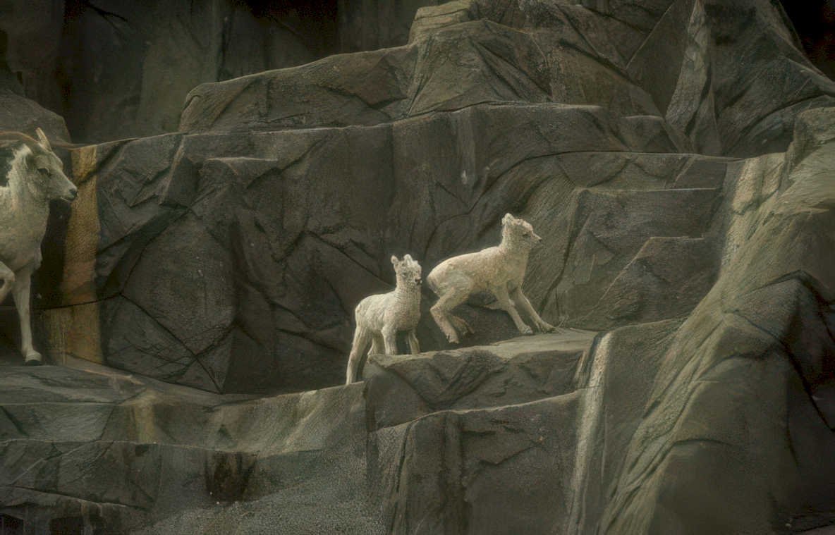 mountain goat family 2 Vintage A4 Photo Print