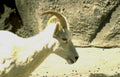 mountain goat headshot Vintage A4 Photo Print
