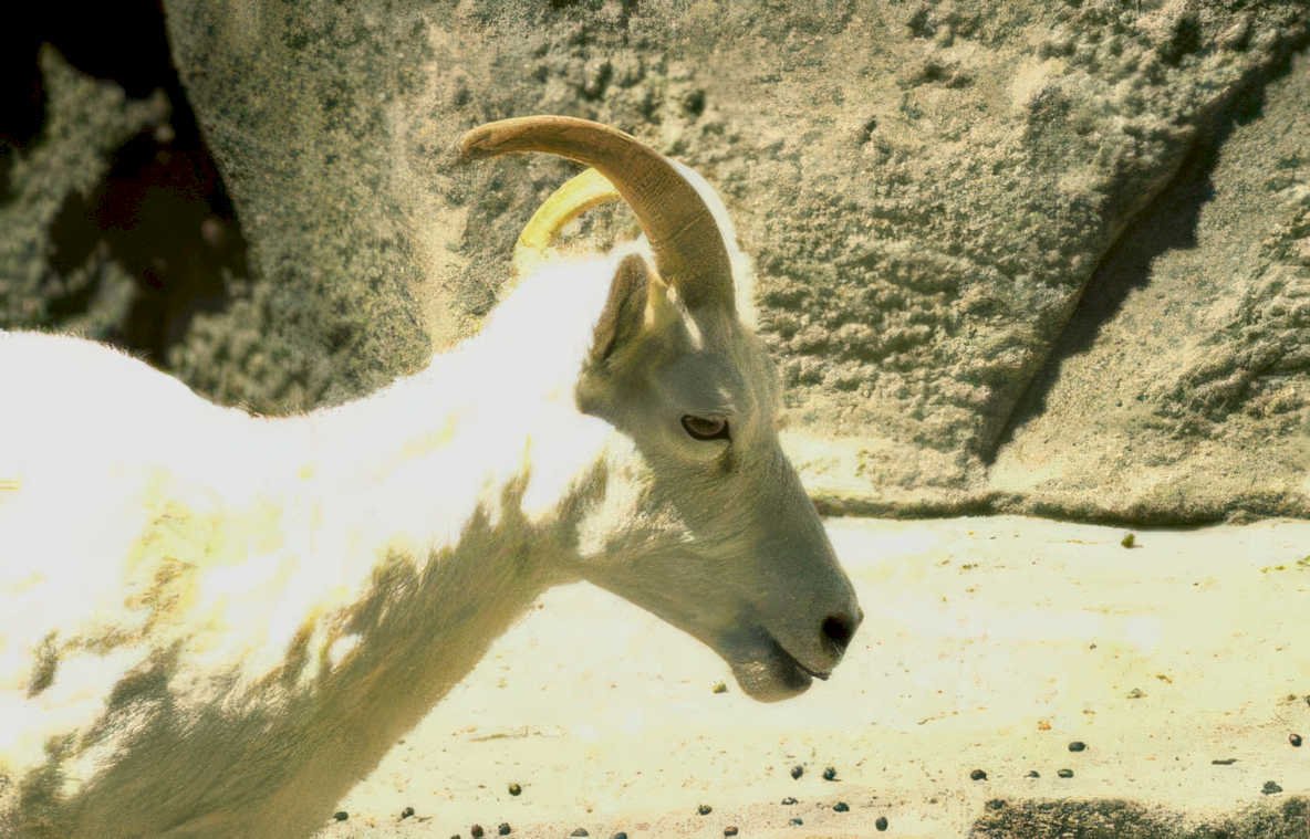 mountain goat headshot Vintage A4 Photo Print