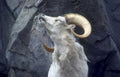 mountain goat iceland Vintage A4 Photo Print