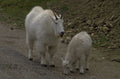 mountain goat pair 1980s 1990s A4 Photo Print