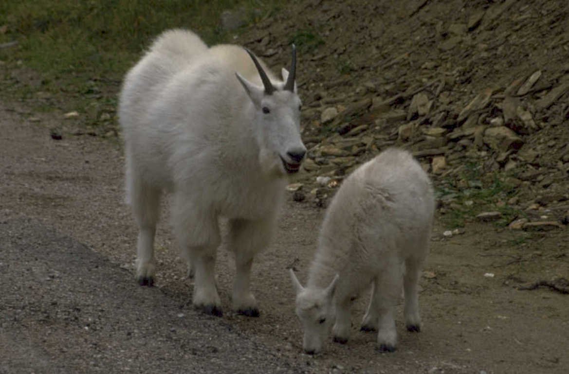 mountain goat pair 1980s 1990s A4 Photo Print