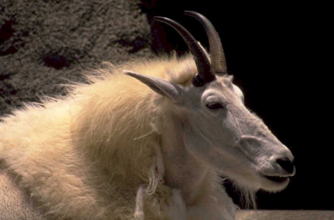mountain goat portrait 1 1980s 1990s A4 Photo Print
