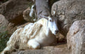 mountain goat portrait 1 Vintage A4 Photo Print