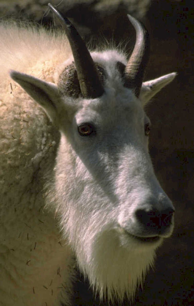mountain goat portrait 2 1980s 1990s A4 Photo Print