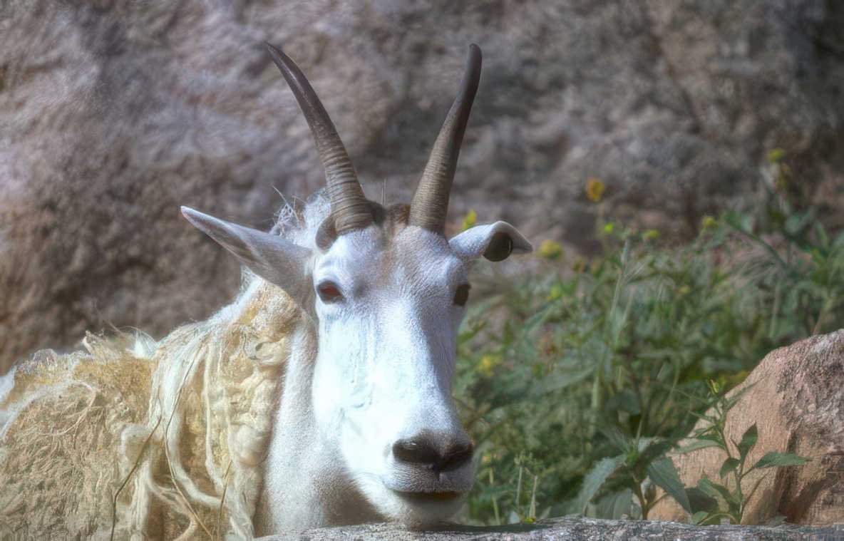 mountain goat portrait 2 Vintage A4 Photo Print
