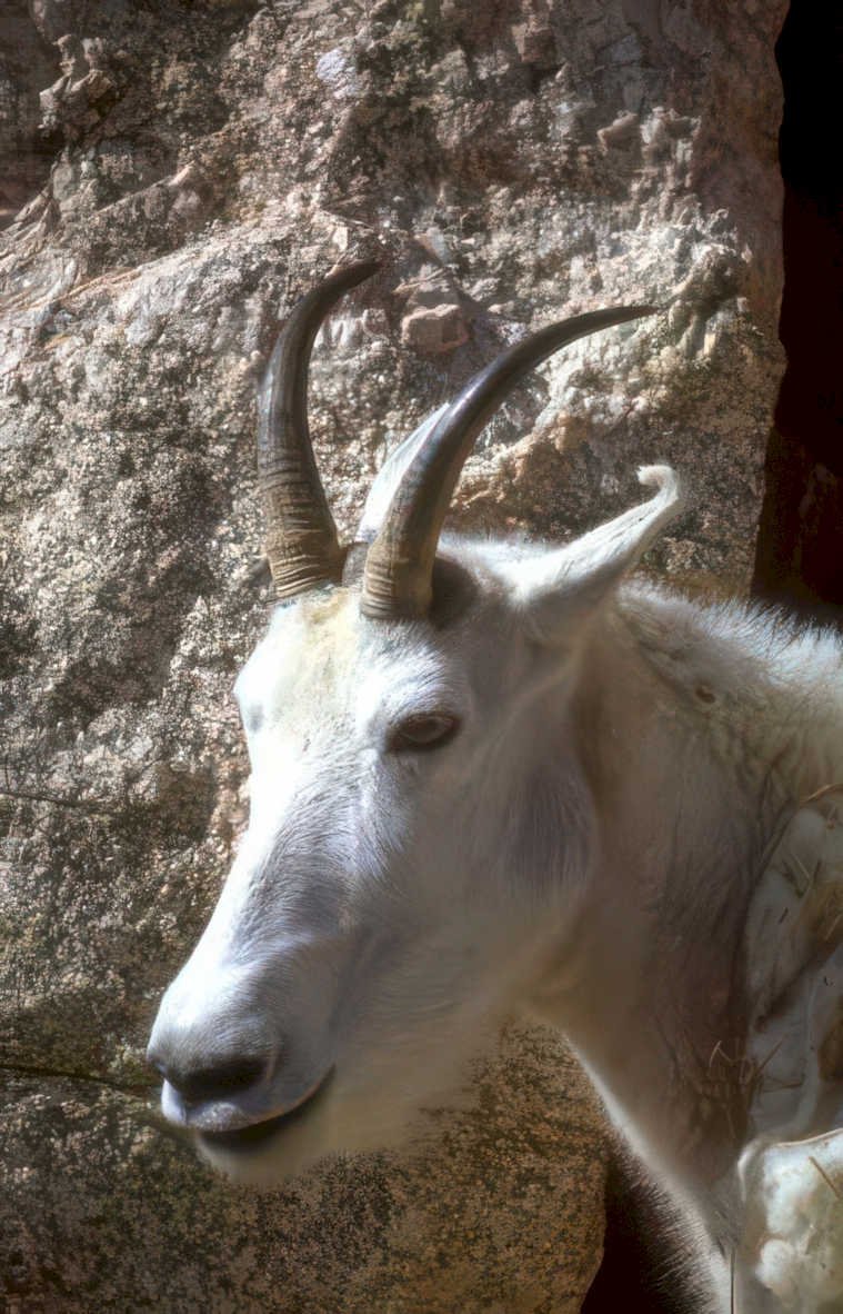 mountain goat rockies Vintage A4 Photo Print
