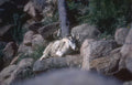 mountain goat rocks Vintage A4 Photo Print