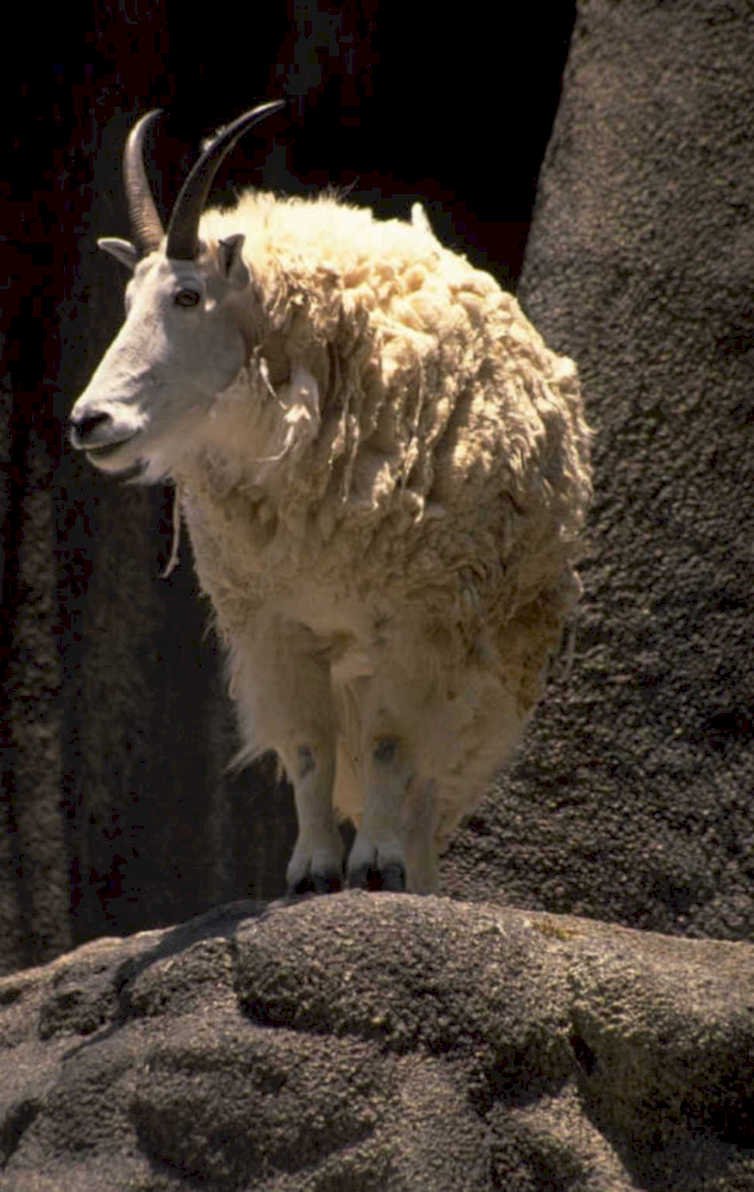 mountain goat sierra 1980s 1990s A4 Photo Print