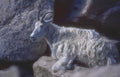 mountain goat yosemite Vintage A4 Photo Print