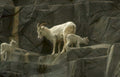 mountain goats cliff 1 Vintage A4 Photo Print