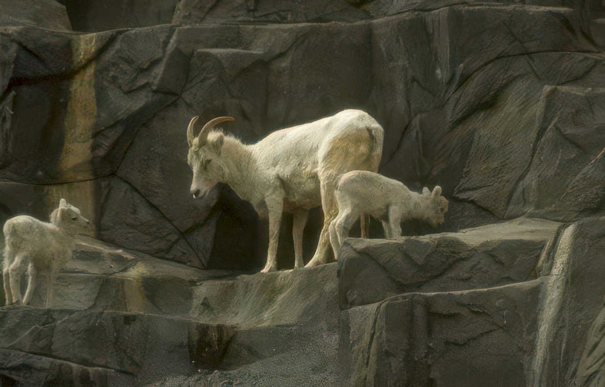 mountain goats cliff 1 Vintage A4 Photo Print