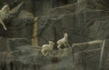 mountain goats cliff 2 Vintage A4 Photo Print