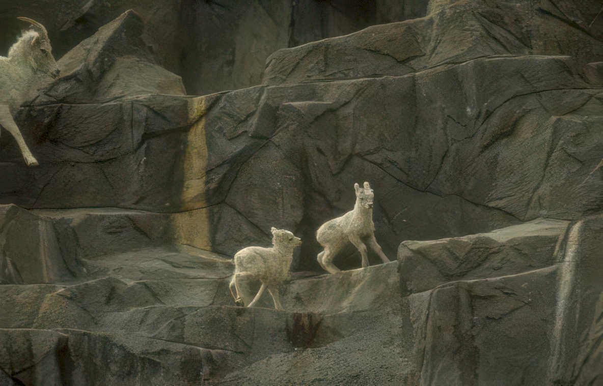 mountain goats cliff 2 Vintage A4 Photo Print