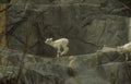 mountain goats cliff 3 Vintage A4 Photo Print