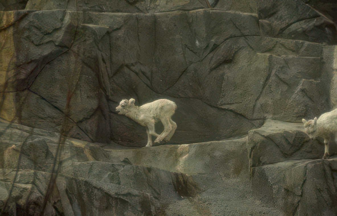mountain goats cliff 3 Vintage A4 Photo Print