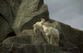 mountain goats kids Vintage A4 Photo Print