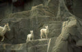 mountain goats rocks 1 Vintage A4 Photo Print