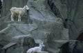 mountain goats rocks 2 Vintage A4 Photo Print
