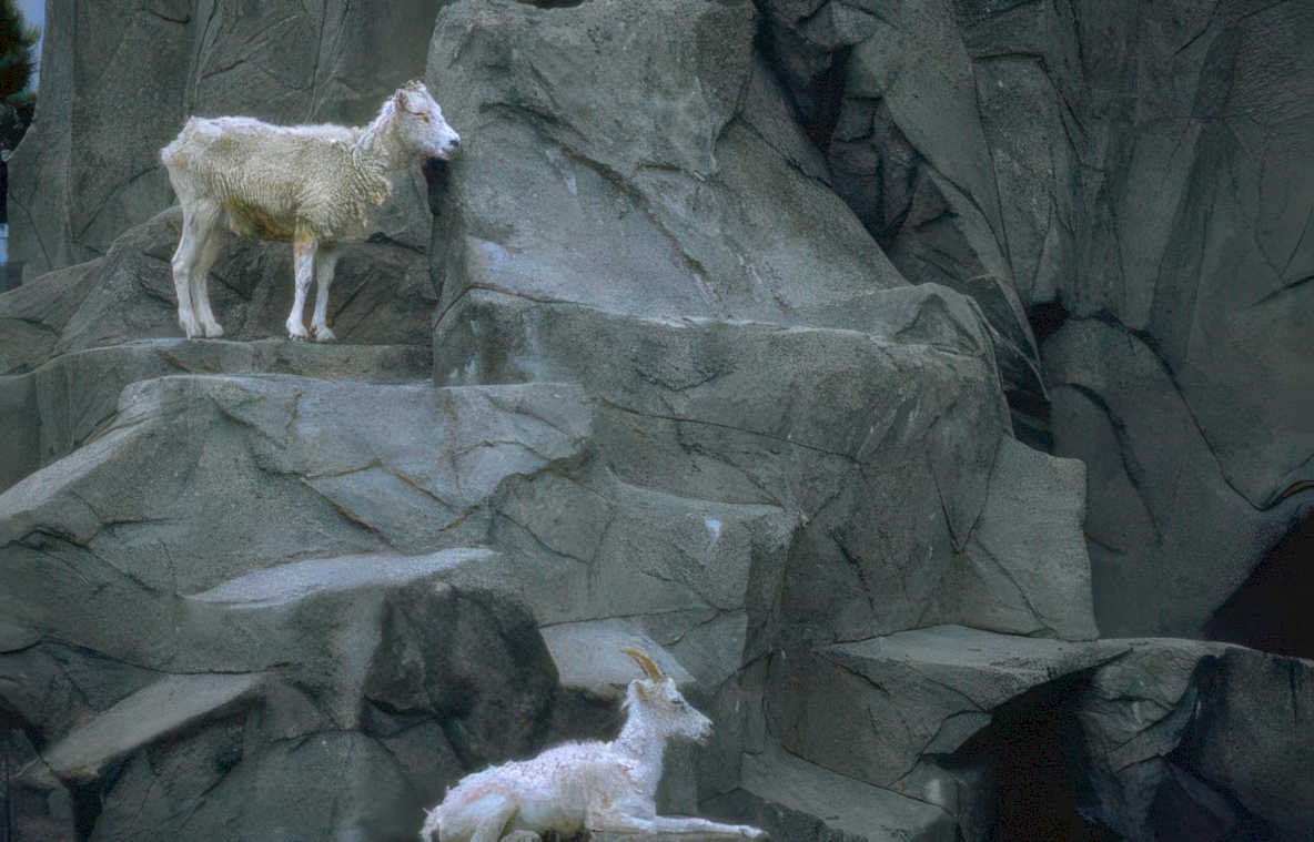 mountain goats rocks 2 Vintage A4 Photo Print