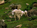 mountain goats rocks1980s 1990s A4 Photo Print