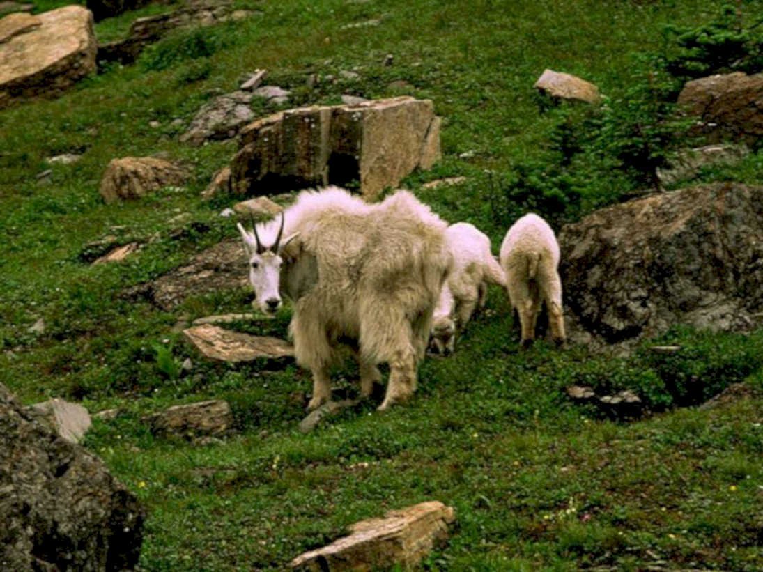 mountain goats rocks1980s 1990s A4 Photo Print