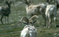 mountain goats wyoming Vintage A4 Photo Print