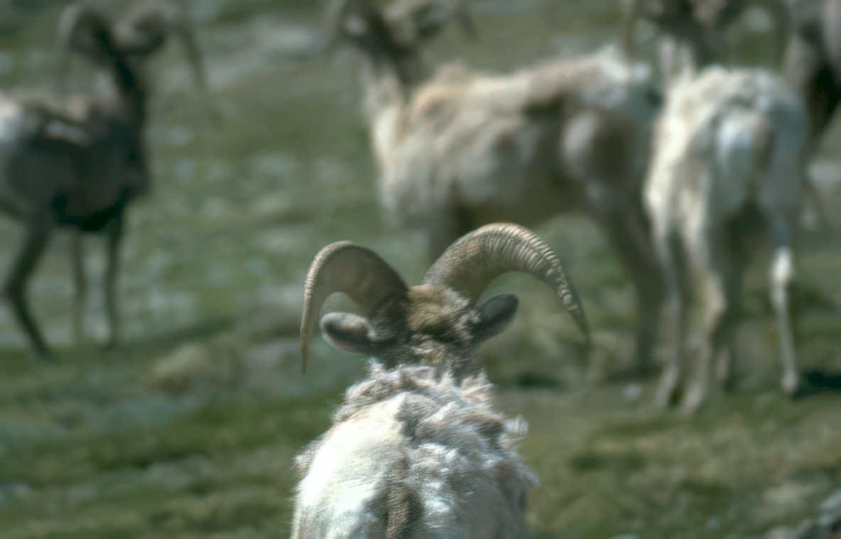 mountain goats wyoming Vintage A4 Photo Print