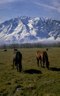 mountain horses winter 1980s 1990s A4 Photo Print