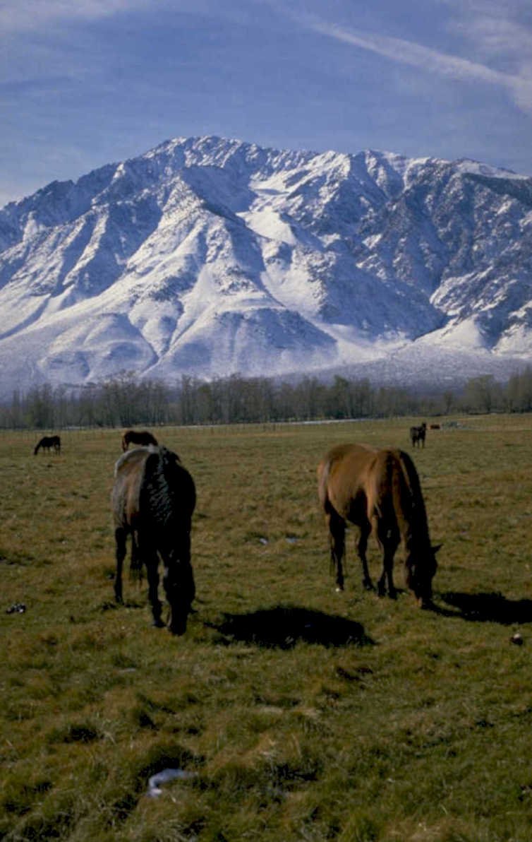 mountain horses winter 1980s 1990s A4 Photo Print