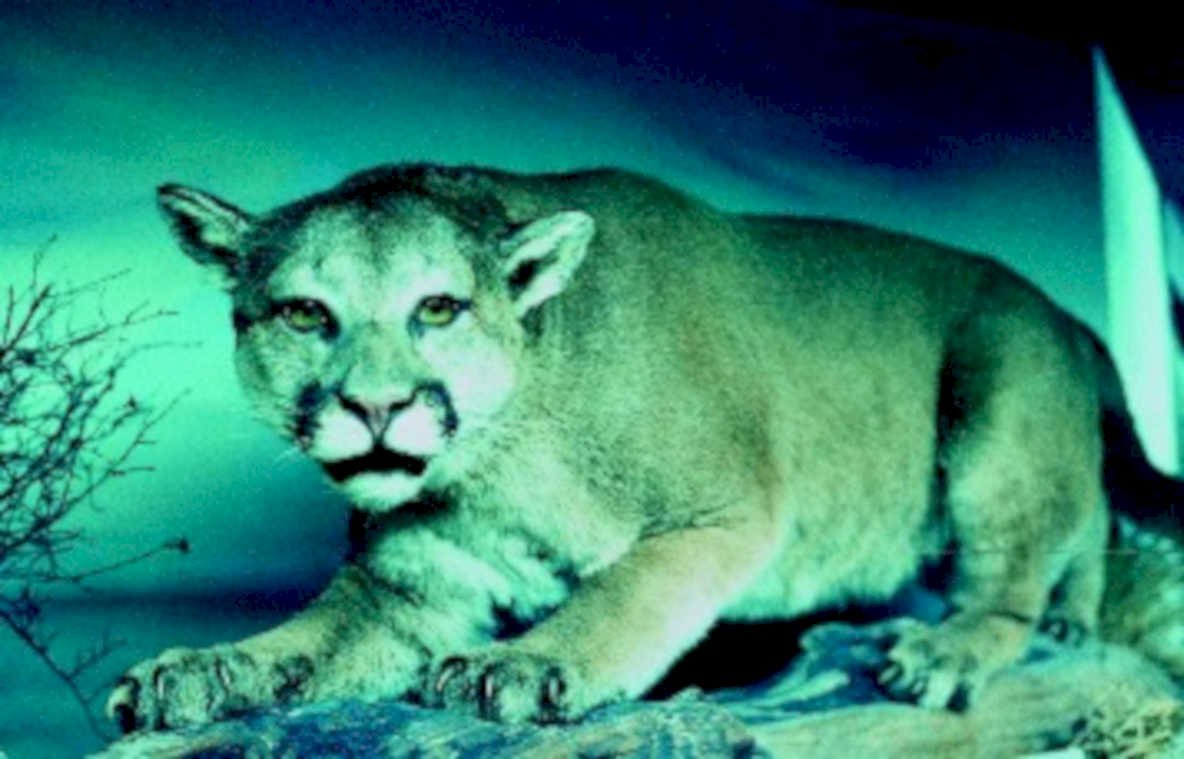 mountain lion mount1980s 1990s A4 Photo Print